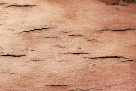 Tree bark Stock Photos