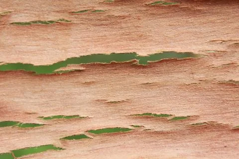 Tree bark Stock Photos