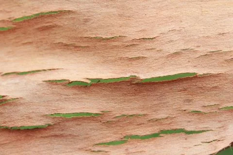 Tree bark Stock Photos