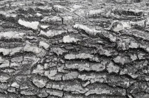 Tree bark Foto stock