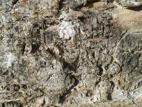 Tree bark Stock Photos