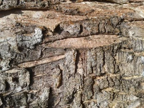 Tree bark Stock Photos