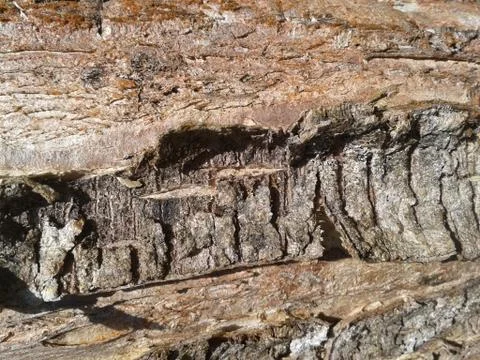 Tree bark Stock Photos