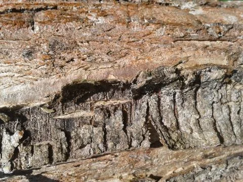 Tree bark Stock Photos