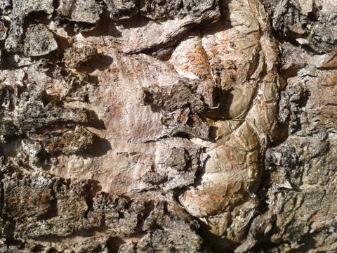 Tree bark Stock Photos