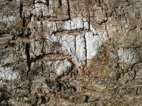 Tree bark Stock Photos
