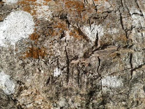 Tree bark 库存照片