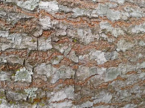 Tree bark Stock Photos