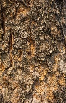 Tree bark 库存照片