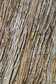 Tree bark Stock-Fotos