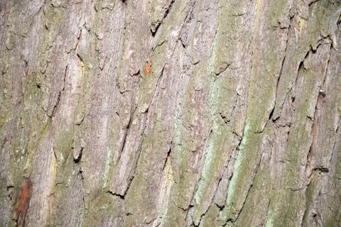 Tree bark Stock Photos