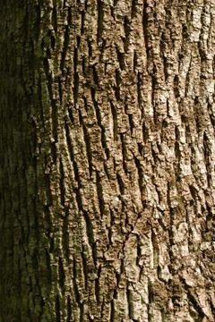 Tree bark Stock Photos
