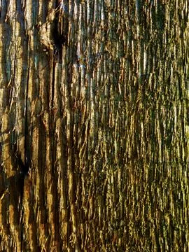 Tree bark Stock Photos