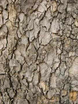 Tree bark Stock Photos