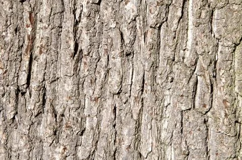 Tree bark Stock Photos