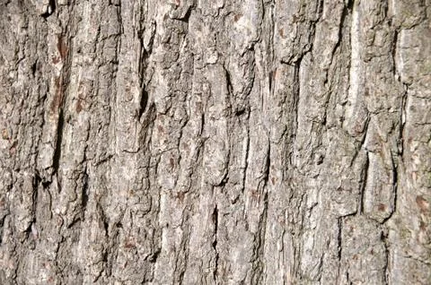 Tree bark Stock Photos
