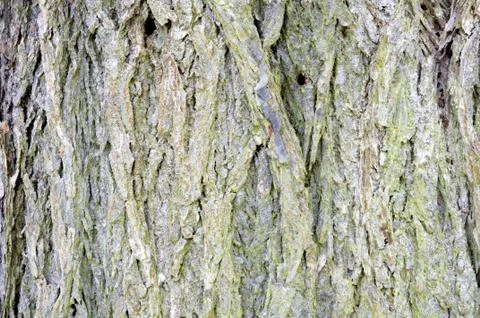Tree bark Stock Photos