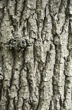 Tree bark Stock Photos