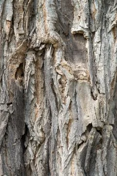 Tree bark Stock Photos