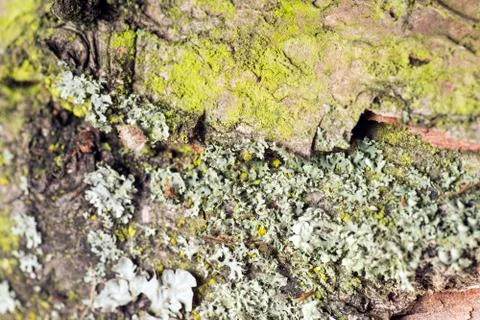 Tree bark Stock-Fotos