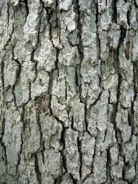 Tree Bark Stock Photos