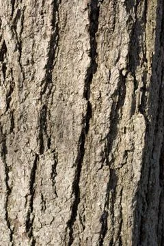 Tree bark Stock Photos