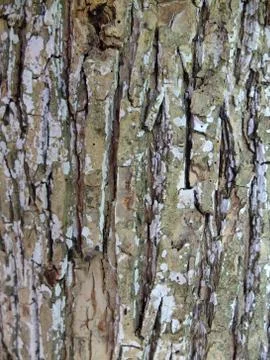 Tree bark. Stock Photos