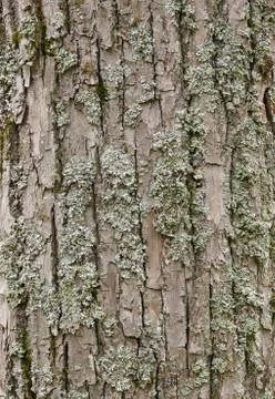 Tree bark Stock Photos