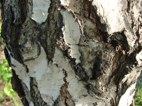 Tree bark. Stock Photos