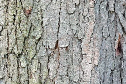 Tree bark Stock Photos