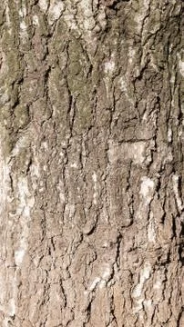 Tree bark Foto stock