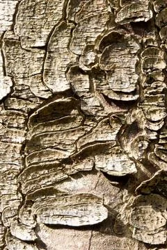 Tree bark Stock Photos