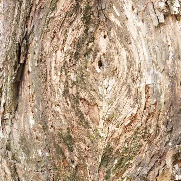 Tree bark Stock Photos