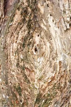 Tree bark Stock Photos