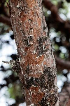 Tree bark Stock Photos