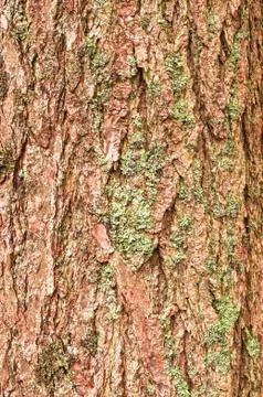 Tree Bark Stock Photos