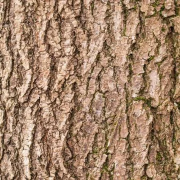 Tree bark Foto stock