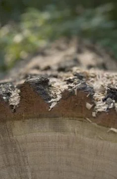 Tree bark Stock Photos