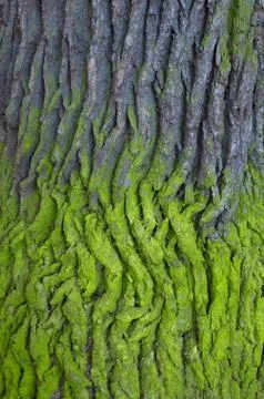 Tree bark Stock Photos