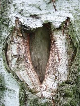 Tree bark Stock-Fotos