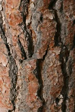 Tree bark Stock Photos