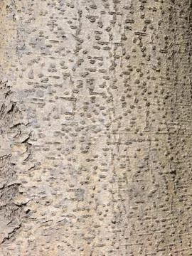 Tree bark Stock Photos