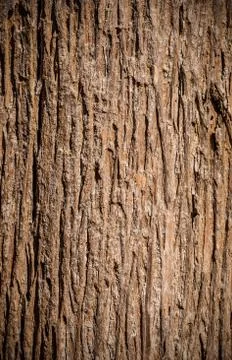 Tree bark Stock Photos