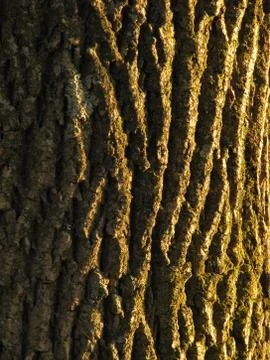 Tree bark... Stock Photos