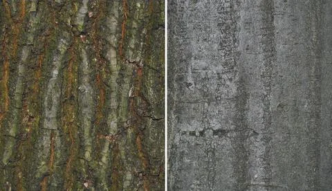 Tree bark Stock Photos