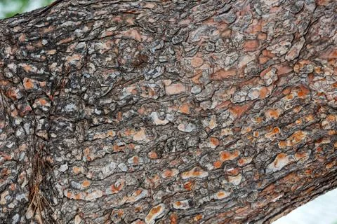 Tree bark Stock Photos