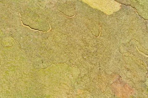 Tree bark Foto stock