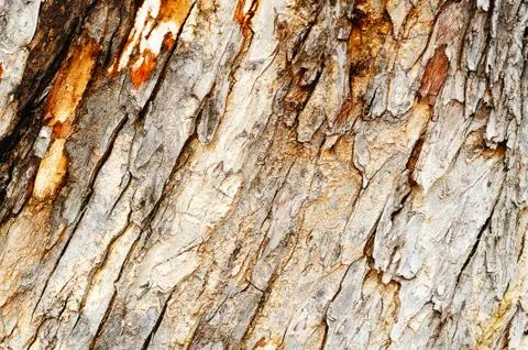 Tree bark Stock Photos