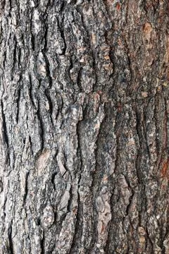 Tree bark Stock Photos