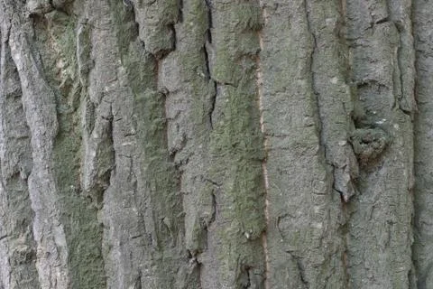 Tree bark Stock Photos